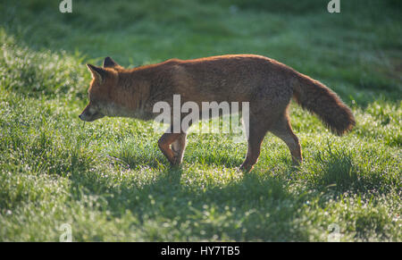 Wimbledon, Londres, Royaume-Uni. 2 avril, 2017. Red Fox cherche de la nourriture sur une pelouse couverte de rosée à Londres, en contre-jour du soleil de printemps solide. Credit : Malcolm Park/Alamy Live News. Banque D'Images