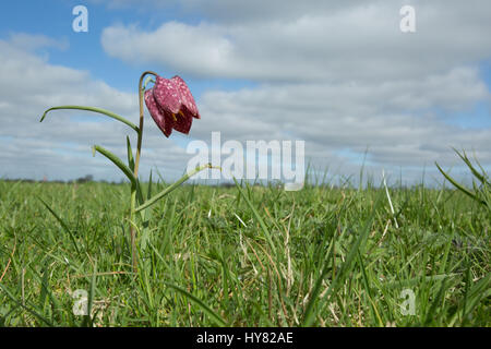 Cricklade, UK. 2ème apr 2017. Météo britannique. Tapis de pourpre snakeshead fritillaries, Fritillaria meleagris, sont entrée en fleur au nord de Cricklade Meadows, un événement annuel de printemps qui attire de nombreux visiteurs du site dans le Wiltshire. Chaque année, l'émergence de ces fleurs que le printemps est arrivé. Crédit : Jill Walker/Alamy Live News Banque D'Images