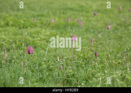 Cricklade, UK. 2ème apr 2017. Météo britannique. Tapis de pourpre snakeshead fritillaries, Fritillaria meleagris, sont entrée en fleur au nord de Cricklade Meadows, un événement annuel de printemps qui attire de nombreux visiteurs du site dans le Wiltshire. Chaque année, l'émergence de ces fleurs que le printemps est arrivé. Crédit : Jill Walker/Alamy Live News Banque D'Images