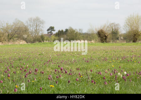 Cricklade, UK. 2ème apr 2017. Météo britannique. Tapis de pourpre snakeshead fritillaries, Fritillaria meleagris, sont entrée en fleur au nord de Cricklade Meadows, un événement annuel de printemps qui attire de nombreux visiteurs du site dans le Wiltshire. Chaque année, l'émergence de ces fleurs que le printemps est arrivé. Crédit : Jill Walker/Alamy Live News Banque D'Images