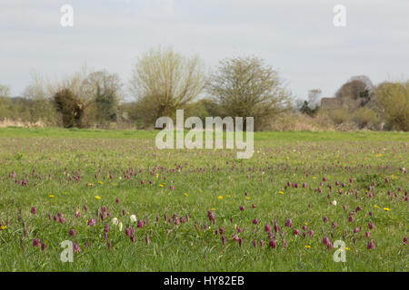 Cricklade, UK. 2ème apr 2017. Météo britannique. Tapis de pourpre snakeshead fritillaries, Fritillaria meleagris, sont entrée en fleur au nord de Cricklade Meadows, un événement annuel de printemps qui attire de nombreux visiteurs du site dans le Wiltshire. Chaque année, l'émergence de ces fleurs que le printemps est arrivé. Crédit : Jill Walker/Alamy Live News Banque D'Images