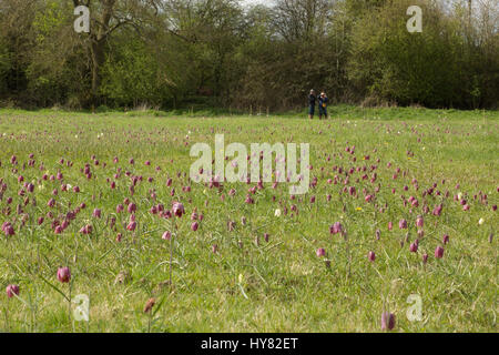 Cricklade, UK. 2ème apr 2017. Météo britannique. Tapis de pourpre snakeshead fritillaries, Fritillaria meleagris, sont entrée en fleur au nord de Cricklade Meadows, un événement annuel de printemps qui attire de nombreux visiteurs du site dans le Wiltshire. Chaque année, l'émergence de ces fleurs que le printemps est arrivé. Crédit : Jill Walker/Alamy Live News Banque D'Images