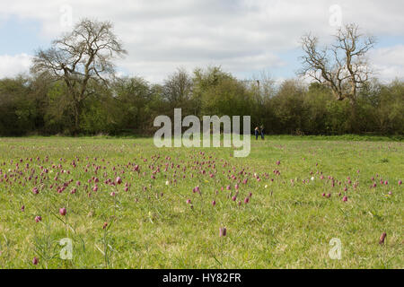 Cricklade, UK. 2ème apr 2017. Météo britannique. Tapis de pourpre snakeshead fritillaries, Fritillaria meleagris, sont entrée en fleur au nord de Cricklade Meadows, un événement annuel de printemps qui attire de nombreux visiteurs du site dans le Wiltshire. Chaque année, l'émergence de ces fleurs que le printemps est arrivé. Crédit : Jill Walker/Alamy Live News Banque D'Images