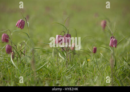 Cricklade, UK. 2ème apr 2017. Météo britannique. Tapis de pourpre snakeshead fritillaries, Fritillaria meleagris, sont entrée en fleur au nord de Cricklade Meadows, un événement annuel de printemps qui attire de nombreux visiteurs du site dans le Wiltshire. Chaque année, l'émergence de ces fleurs que le printemps est arrivé. Crédit : Jill Walker/Alamy Live News Banque D'Images