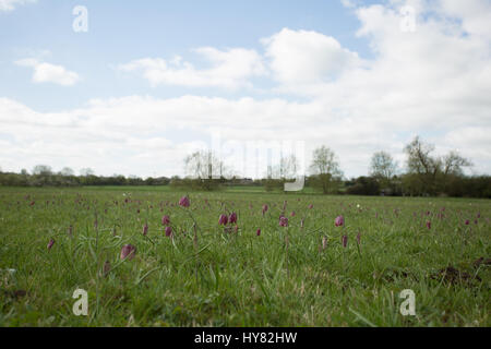 Cricklade, UK. 2ème apr 2017. Météo britannique. Tapis de pourpre snakeshead fritillaries, Fritillaria meleagris, sont entrée en fleur au nord de Cricklade Meadows, un événement annuel de printemps qui attire de nombreux visiteurs du site dans le Wiltshire. Chaque année, l'émergence de ces fleurs que le printemps est arrivé. Crédit : Jill Walker/Alamy Live News Banque D'Images