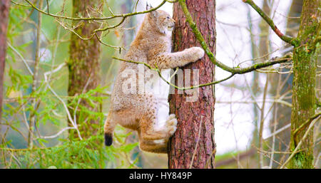 Playfull chat lynx cub de l'escalade dans un arbre dans la forêt Banque D'Images