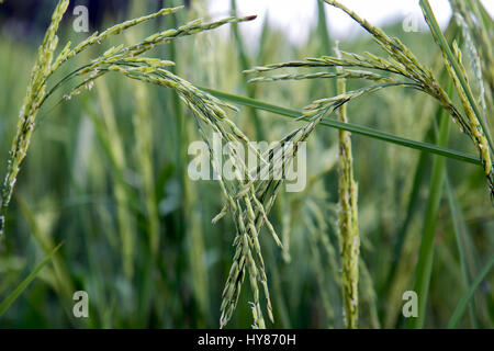 Vue détaillée de l'riz vert dans un champ. Riz vert close up. Banque D'Images