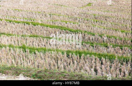 Tiges de riz sec dans un champ de riz après la récolte Banque D'Images