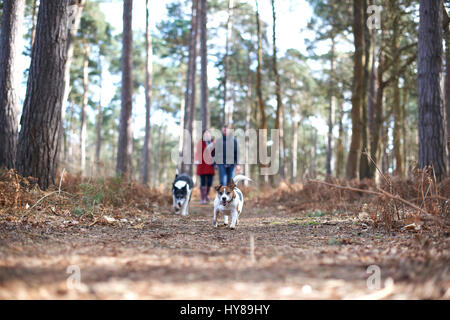 Un jeune couple à pied leurs chiens dans les bois Banque D'Images