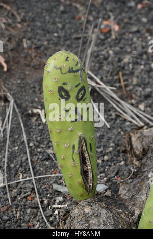 Cactus poussant dans mountain Banque D'Images