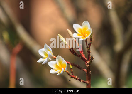 Plumeria (frangipanier) fleurs sur tree close up Banque D'Images