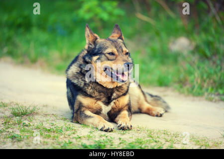 Chien couché sur chemin de terre en été. Banque D'Images