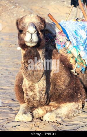 Portrait vertical Camel animal assis dans Sahara Oasis désert Merzouga Maroc Banque D'Images