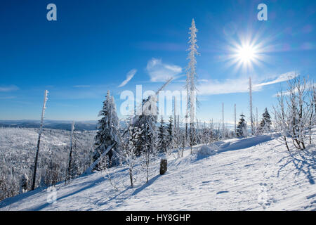 Waldverjüngung, Wald mit toten Bäumen im Schnee, Lusen, Nationalpark Bayerischer Wald, Niederbayern, Bayern, Deutschland Banque D'Images