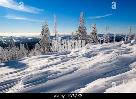 Schneeverwehungen Waldverjüngung, Wald, mit toten Bäumen im Schnee, Lusen, Nationalpark Bayerischer Wald, Niederbayern, Bayern, Deutschland Banque D'Images