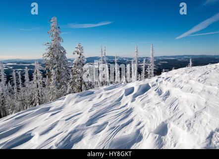 Schneeverwehungen Waldverjüngung, Wald, mit toten Bäumen im Schnee, Lusen, Nationalpark Bayerischer Wald, Niederbayern, Bayern, Deutschland Banque D'Images