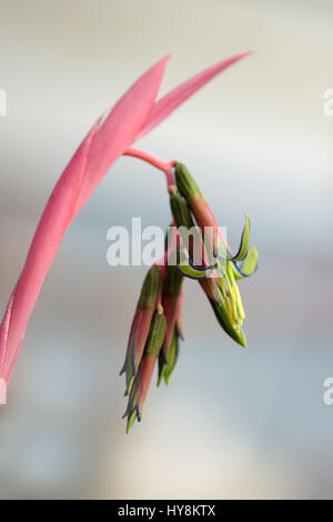 Billbergia nutans Banque D'Images