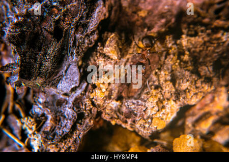Fourmi des bois rouges Banque D'Images
