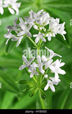 Fleur de woodruff Banque D'Images