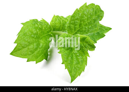 Menthe fraîche isolé sur fond blanc Banque D'Images