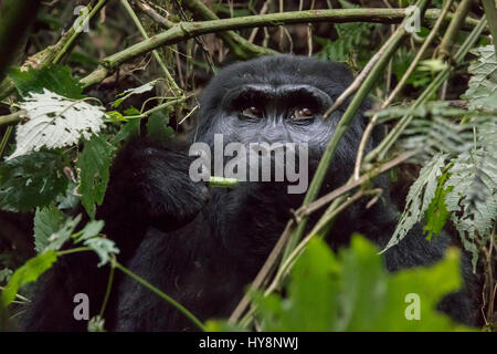 La direction générale de l'alimentation femelle gorille de montagne dans le Parc National de la Forêt impénétrable de Bwindi, en Ouganda, en Afrique. Banque D'Images