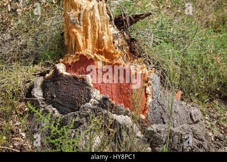 Tronc d'arbre dépouillé Cork Banque D'Images