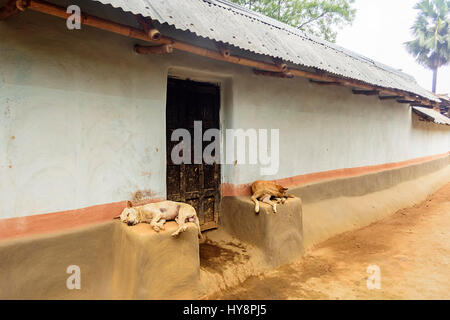 Un village de la tribu Santhal, deux chiens errants reposant à porte avec copie espace Banque D'Images