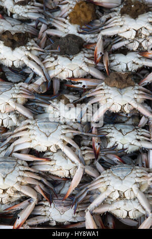 Des fruits de mer sur le marché. Dubaï, Émirats arabes unis. Banque D'Images