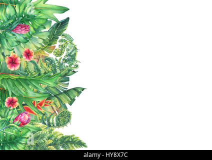 La trame des branches avec des fleurs pourpres, hibiscus et Protea plantes tropicales. La main de l'aquarelle sur fond blanc. Banque D'Images