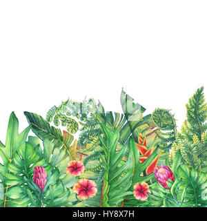 La trame des branches avec des fleurs pourpres, hibiscus et Protea plantes tropicales. La main de l'aquarelle sur fond blanc. Banque D'Images