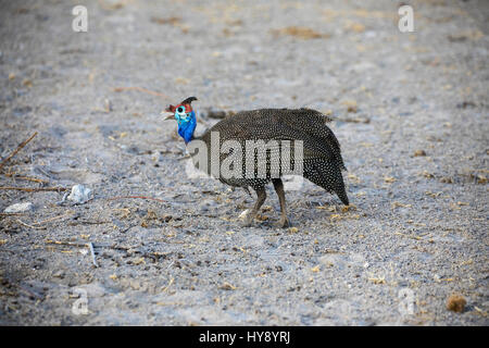 Pintade de Numidie, Numida meleagris, Avis numidica, Etosha National Park, en Afrique, par Monika Hrdinova/Dembinsky Assoc Photo Banque D'Images