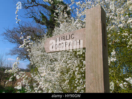 Sentier sign in Norfolk avec prunellier haie en fleurs Banque D'Images