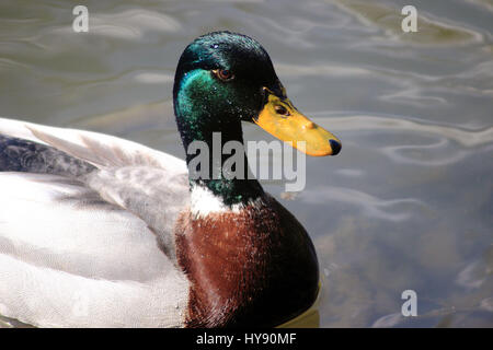 Canard colvert mâle Banque D'Images