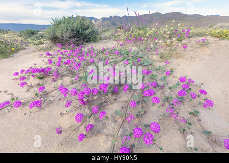 Le sable du désert Verveine - Anza Borrego SP - Californie Banque D'Images