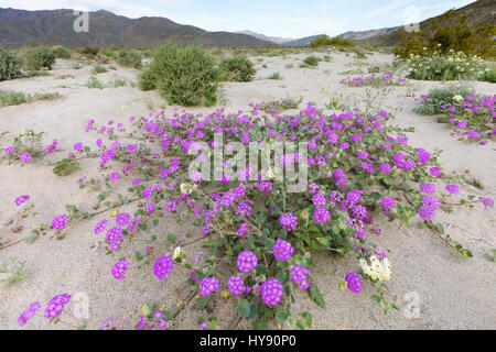 Le sable du désert de la verveine, Abronia villosa, Anza Borrego SP - Californie Banque D'Images