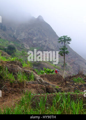 Un agriculteur travaille dans son jardin en terrasses dans la vallée brumeuse de Paul, Santo Antao, République de Cabo Verde, l'Afrique. Un papya tree est au-dessus de t Banque D'Images