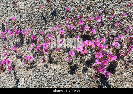 Tapis violet, Nama demissum, Anza Borrego SP - Californie Banque D'Images