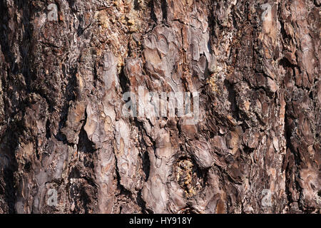 L'écorce de pin brun qui se développe dans un environnement naturel, l'arrière-plan Banque D'Images