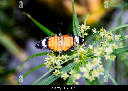 Chrysope rouge papillon sur Plant Banque D'Images