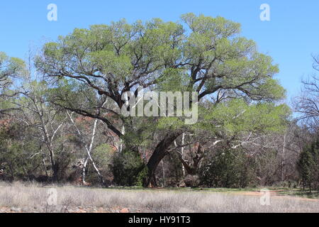 Sycomore Cottonwood au printemps, Red Rock State Park, Sedona Arizona, États-Unis Banque D'Images