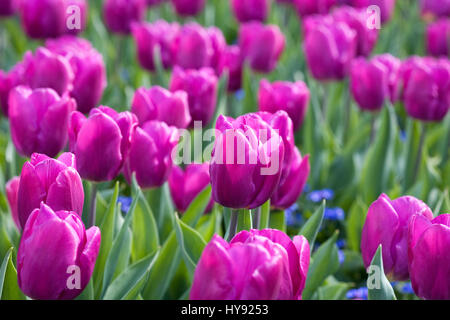 Tulipa Purple Prince. Banque D'Images