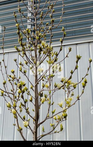 Magnolia arbre avec feuilles et fleurs jaunes au printemps au jardin, Sofia, Bulgarie Banque D'Images