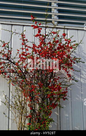 Cognassier du Japon Chaenomeles speciosa ou arbre - floraison au printemps, Sofia, Bulgarie Banque D'Images