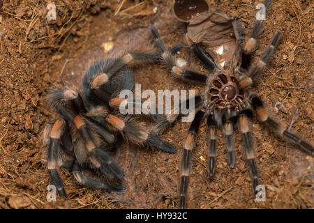 Redknee Mexican tarantula effusion c'est la peau, Brachypelma smithi Banque D'Images