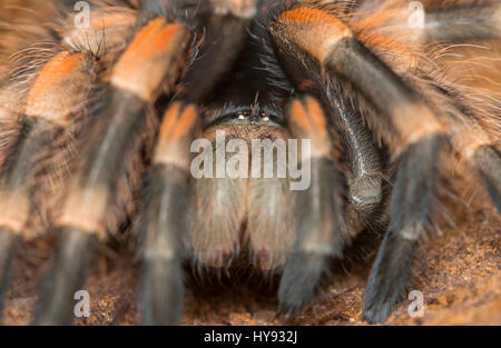 Redknee Mexican tarantula effusion c'est la peau, Brachypelma smithi Banque D'Images