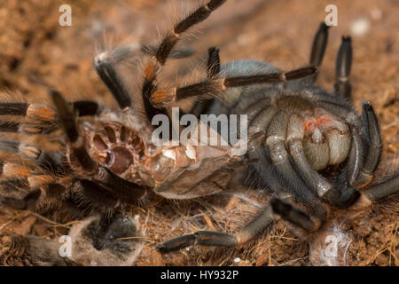 Redknee Mexican tarantula effusion c'est la peau, Brachypelma smithi Banque D'Images