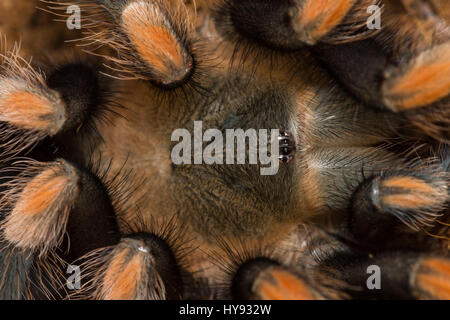 Redknee Mexican tarantula effusion c'est la peau, Brachypelma smithi Banque D'Images