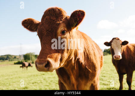 Bovins Angus rouge dans un champ en Ecosse. Banque D'Images