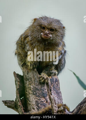 L'ouistiti pygmée (Cebuella pygmaea) est un petit singe du Nouveau Monde originaire de forêts humides de l'ouest de l'Amazonie en Amérique du Sud. Banque D'Images