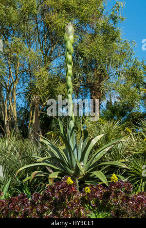 Trebah Gardens Sub-Tropical Aloe vera Attraction touristique spectaculaire floraison Plantes Cornwall Cornish Banque D'Images